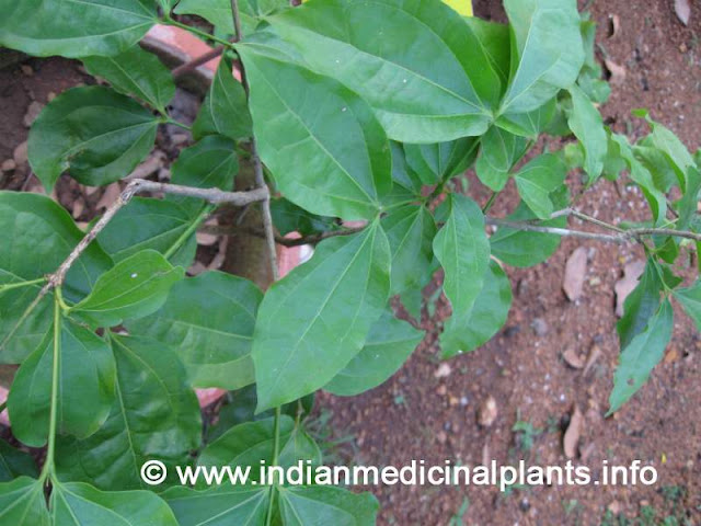 Strychnos nux-vomica - Karaskara